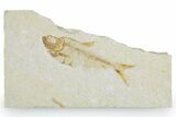 Detailed Fossil Fish (Diplomystus) - Wyoming #357670-1